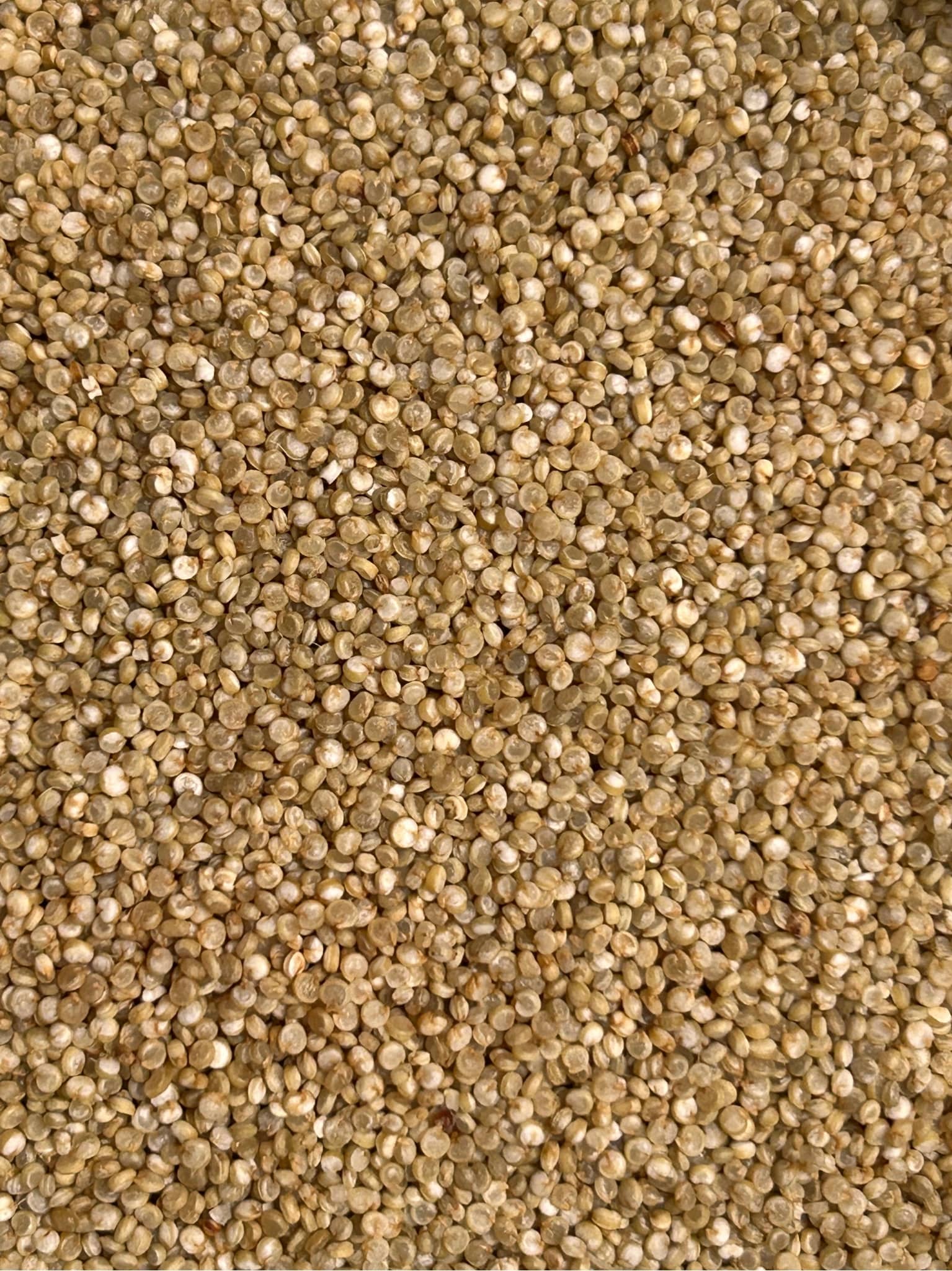 quinoa blanc français