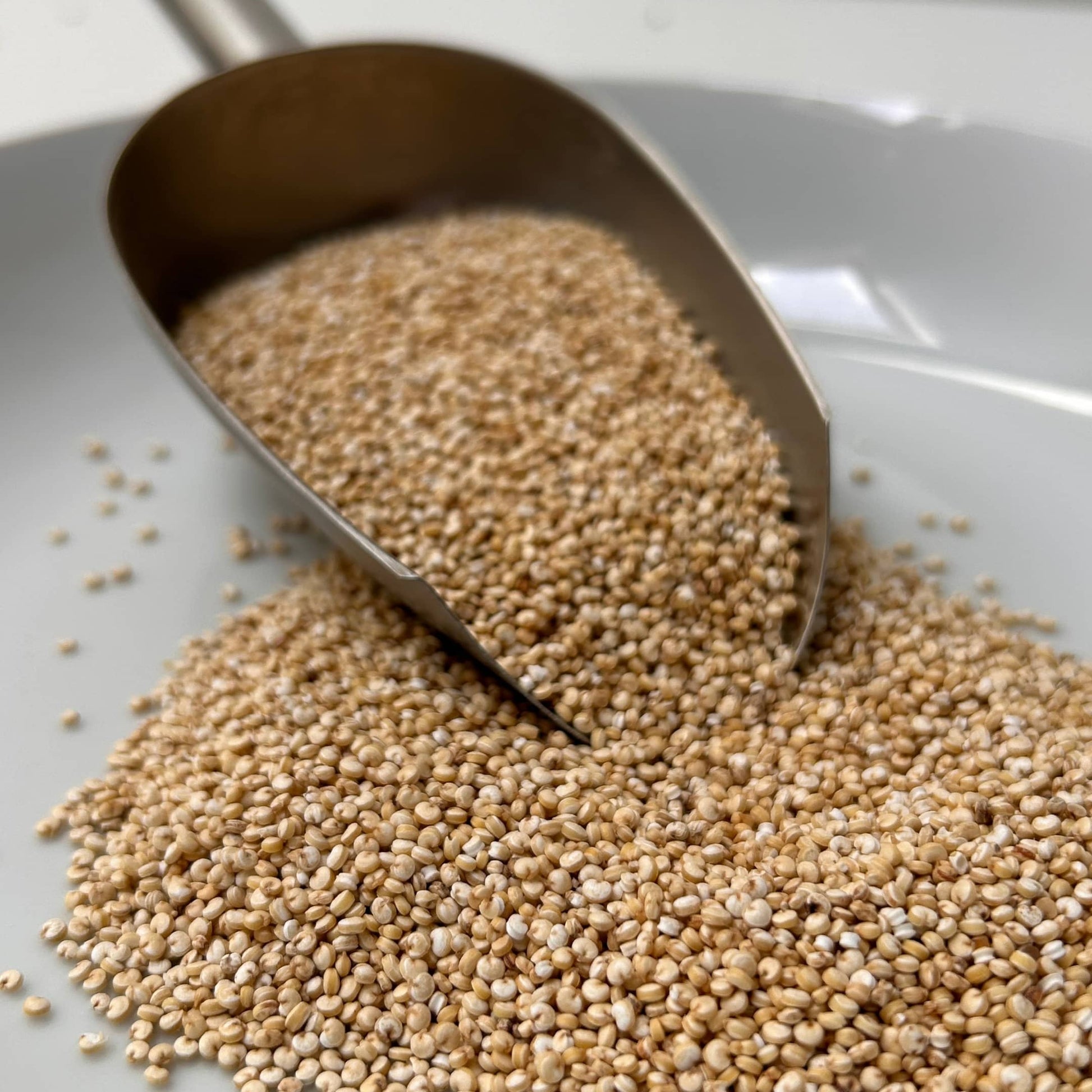 quinoa nutri-graines sans saponine